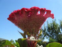 CRESTA DI GALLO - CELOSIA 2
