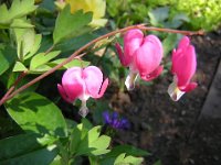 CUOR DI MARIA - DICENTRA SPECTABILIS