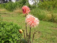 DALIA - DALHIA 1