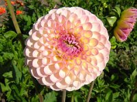 DALIA - DALHIA 2