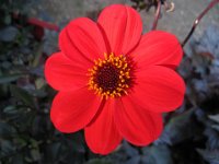 DALIA - DALHIA 3