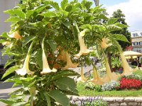 DATURA SANGUINEA 1