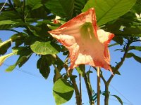 DATURA SANGUINEA 2