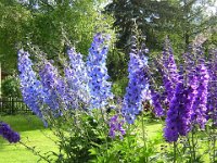 DELFINIO . SPERONELLA - DELPHINIUM 1
