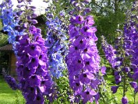 DELFINIO . SPERONELLA - DELPHINIUM 2