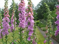 DIGITALE - DIGITALIS PURPUREA 2