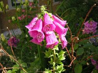 DIGITALE - DIGITALIS PURPUREA 3