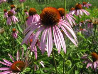 ECHINACEA ANGUSTIFOLIA 1