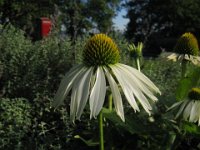 ECHINACEA BIANCA