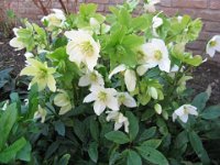 ELLEBORO - HELLEBORUS Ranuncolacee mar. apr