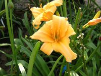 EMEROCALLIDE - HEMEOCALLIS  VERO