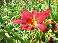EMEROCALLIDE - HEMEROCALLIS