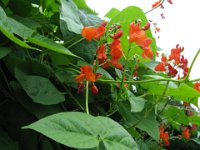 FAGIOLINO - PHASEOLUS VULGARIS