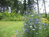 FIORDALISO - CENTAUREA CYANUS 1