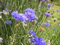FIORDALISO - CENTAUREA CYANUS 2