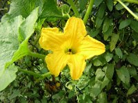 FIORE DI ZUCCA - CUCURBITA MAXIMA 1