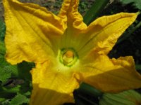 FIORE DI ZUCCA - CUCURBITA MAXIMA 2