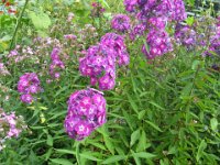 FLOX FIAMMA - PHLOX PANICULATA