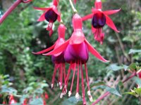 FUCSIA - FUCHSIA HYBRIDA .