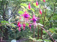 FUCSIA - FUCHSIA HYBRIDA