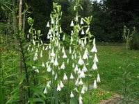 GALTONIA CANDICANS 1 liliacee