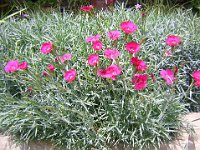 GAROFANINO - DIANTHUS GRATIANOPOLITANUS 1