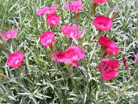 GAROFANINO - DIANTHUS GRATIANOPOLITANUS 2