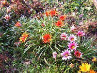 GAZANIA - GAZANIA HIBRIDA 1