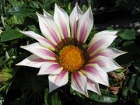 GAZANIA - GAZANIA HIBRIDA 2