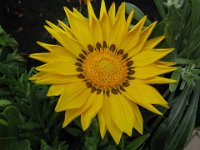 GAZANIA ..