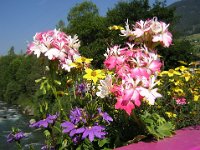 GERANEO PELARGONIO - PELARGONIUM