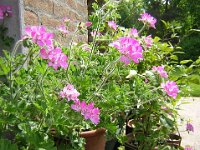 GERANIO ODOROSO - GERANIUM