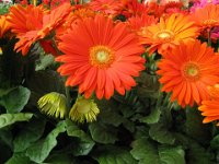 GERBERA