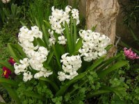 GIACINTO - HYACINTHUS ORIENTALIS 2