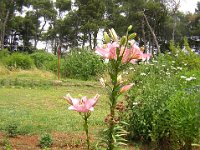 GIGLIO - LILIUM AURATUM