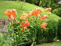 GIGLIO - LILIUM TIGRINUM