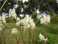 GIGLIO BIANCO - LILIUM CANDIDUM