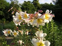 GIGLIO REGALE - LILIUM REGALE