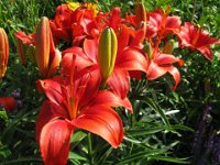 GIGLIO ROSSO