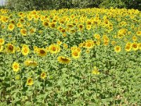 GIRASOLE - HELIANTHUS ANNUS 1