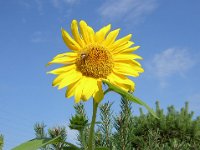 GIRASOLE - HELIANTHUS ANNUS 2