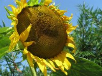 GIRASOLE - HELIANTHUS ANNUS 3