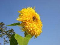 GIRASOLE - HELIANTHUS ANNUS FLORE PLENO