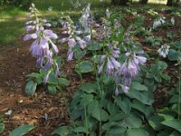 HOSTA (2)