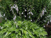HOSTA - HOSTA UNDULATA