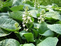 HOSTA