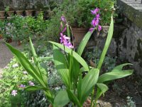 HOSTA RECTIFOLIA 1