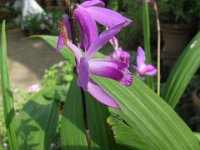 HOSTA RECTIFOLIA 2