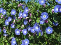 IPOMOEA TRICOLOR 1