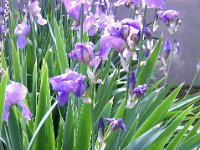 IRIS - GIAGGIOLO  - IRIS DOMESTICA